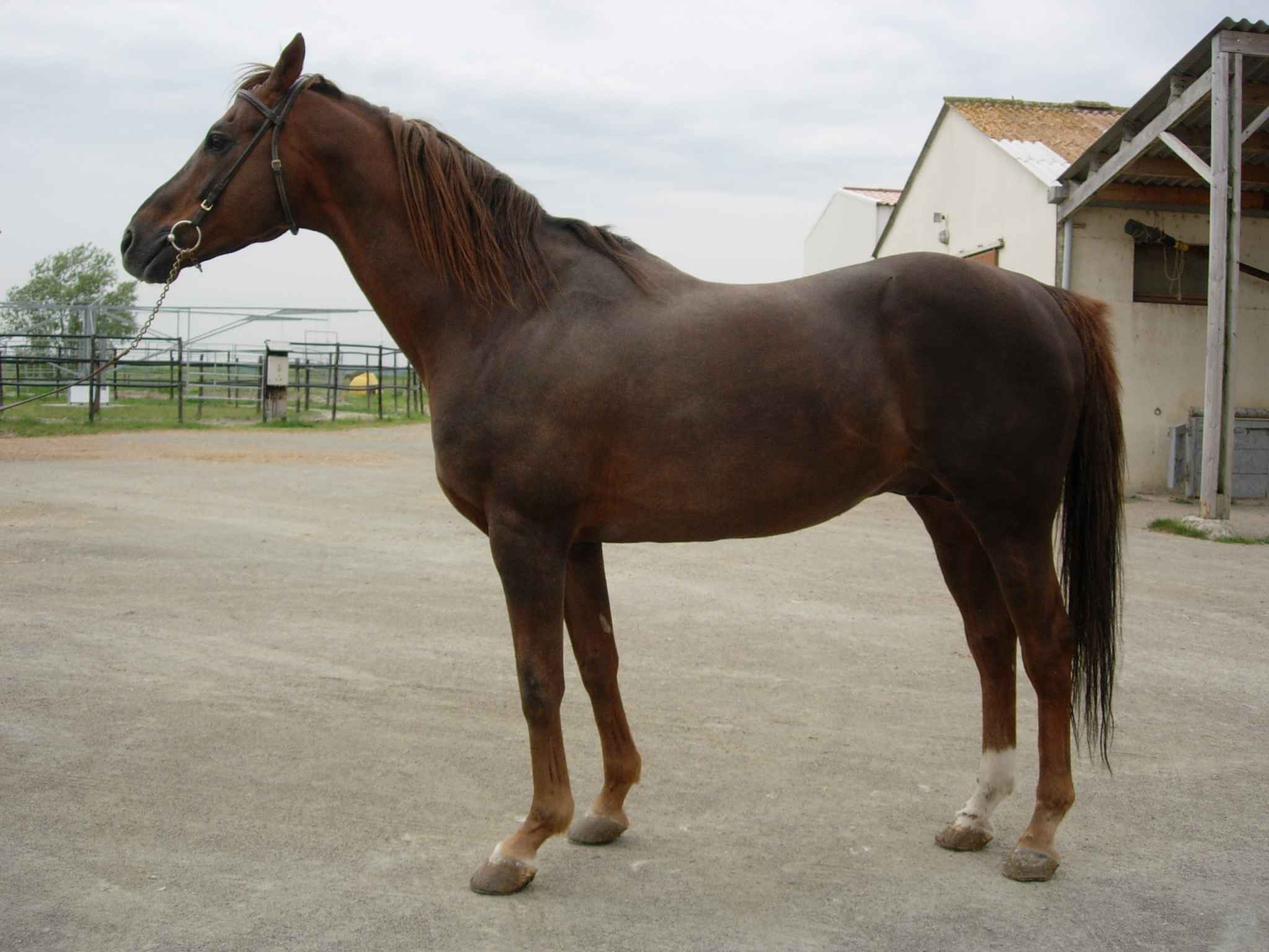 Ballo du Camp